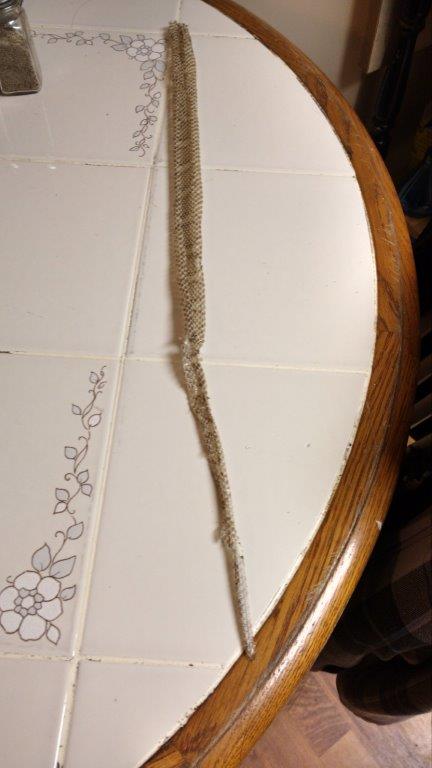 Colorado Springs snake skin